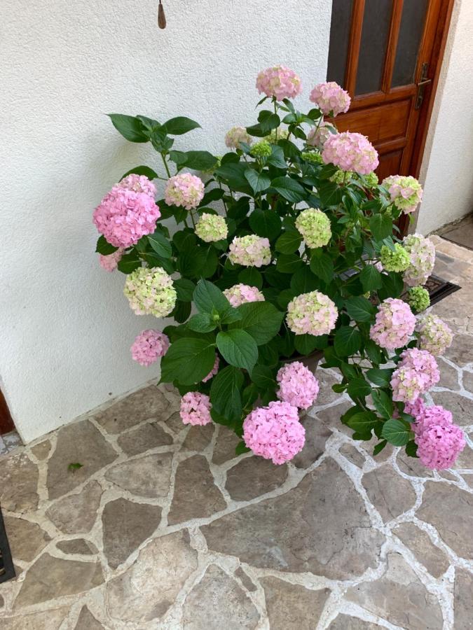 Casa Botanica Βίλα Blagaj Εξωτερικό φωτογραφία